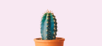 Minimalist cactus in a pot